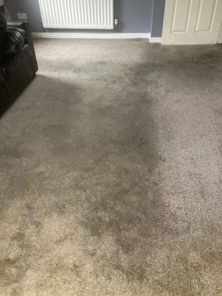 carpet cleaning service essex before