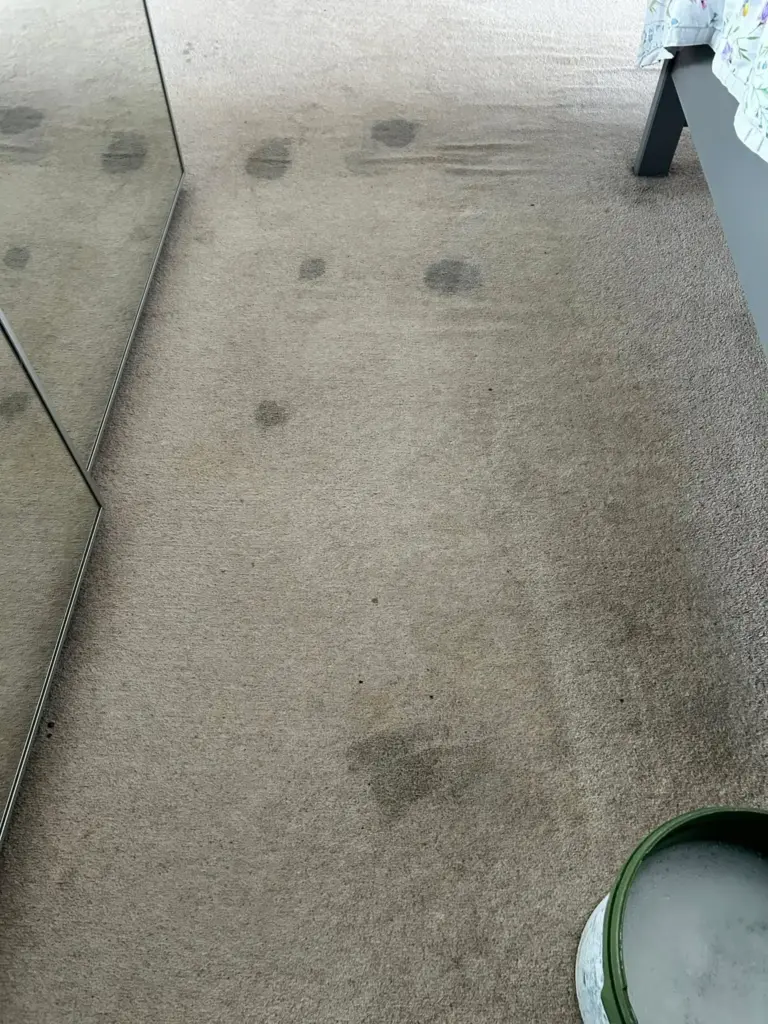 carpet-clean-with-a-bad-dog-urine-issues